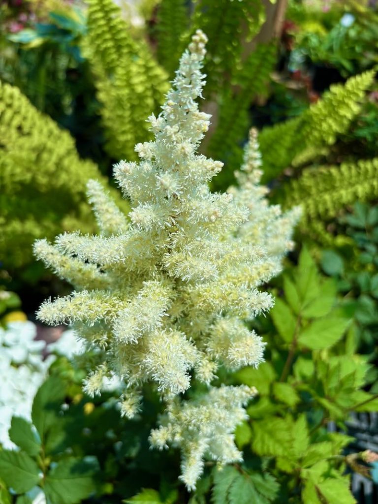 Astilbe chinensis ‘Vision in White’