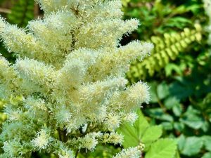 Astilbe chinensis ‘Vision in White’