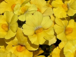 Nemesia 'Sunsatia® Lemon' | Online Flower Garden