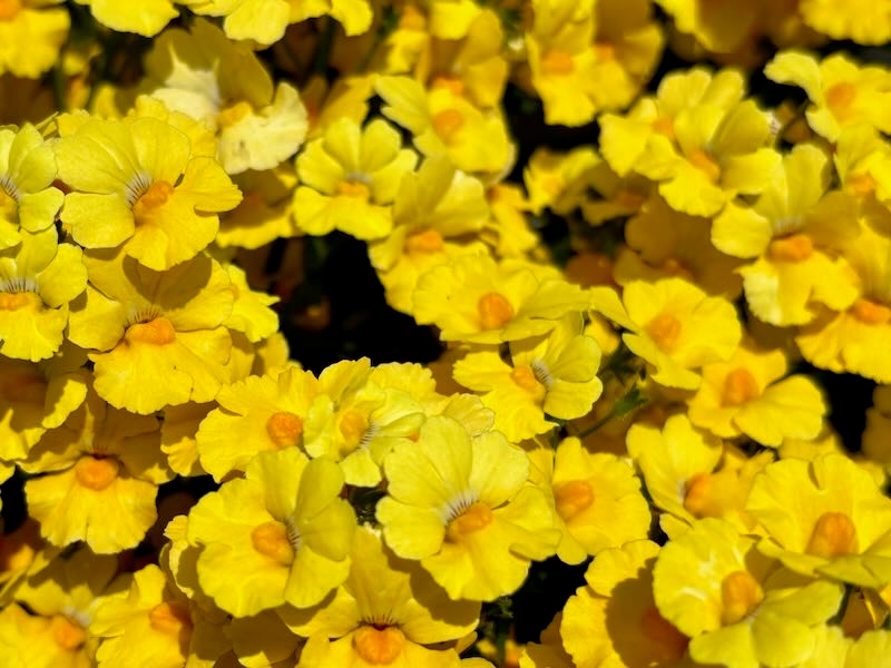 Nemesia 'Sunsatia® Lemon'