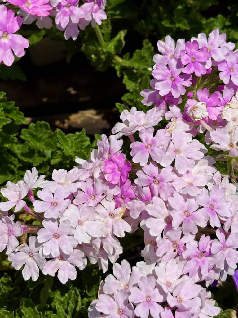 Verbena 'Superbena® Pink Cashmere™'