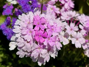 Verbena 'Superbena® Pink Cashmere™'