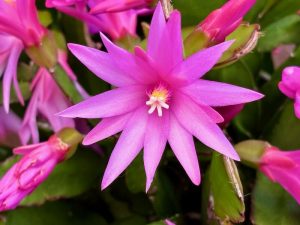 Rhipsalidopsis gaertneri