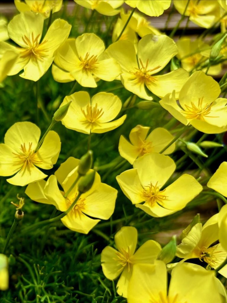 Eschscholzia lobbii 'Sundew', Poppy, Sundew
