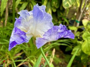 Iris ‘Clarence’