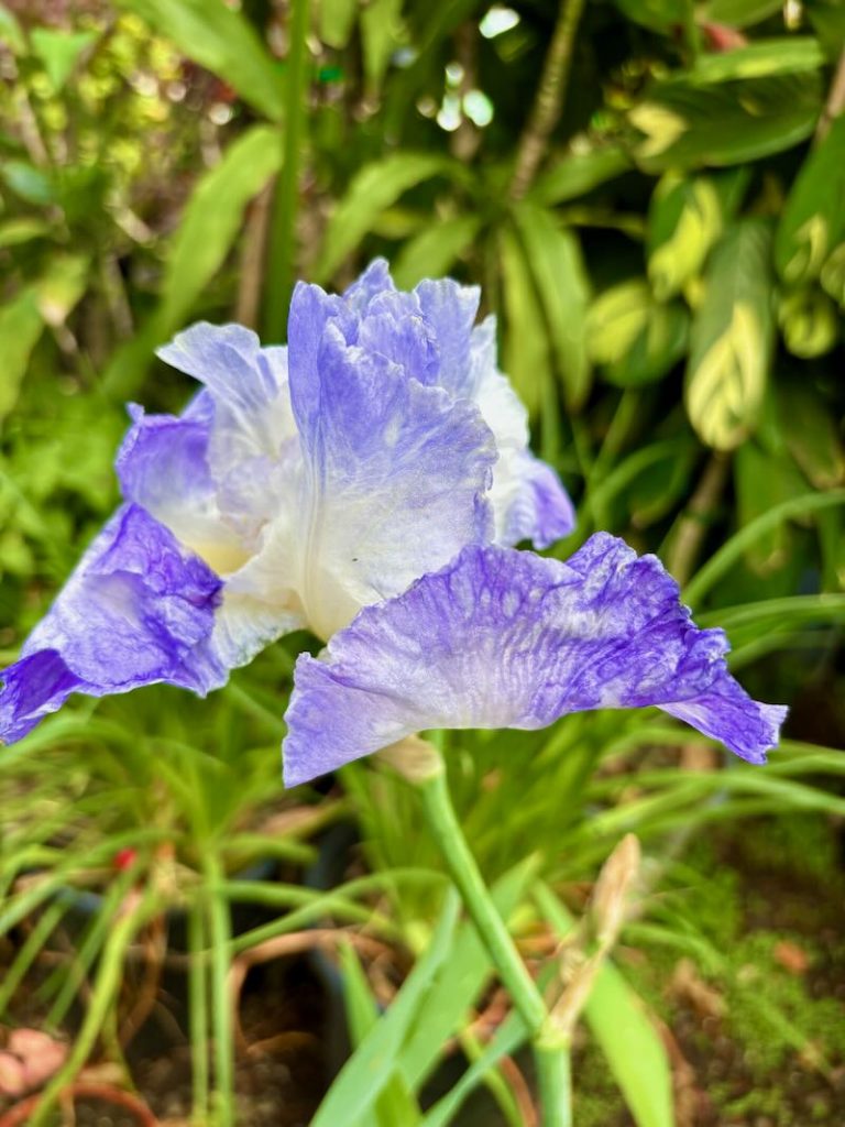 Iris ‘Clarence’, Reblooming