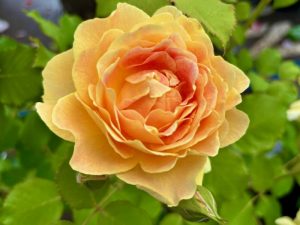 Rosa ‘Fun in the Sun™’ | Online Flower Garden