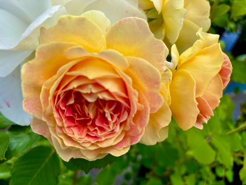 Rosa ‘Fun in the Sun™’