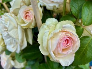 Rosa 'Eden Climber®' | Online Flower Garden