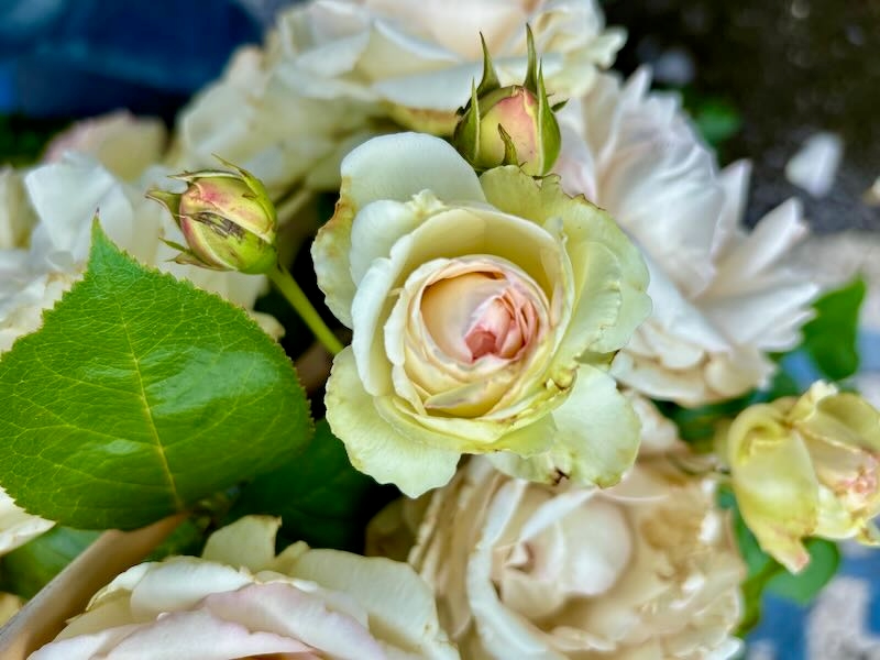 Rosa 'Eden Climber®'