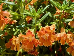 Diplacus 'Burst™ Orange' | Online Flower Garden