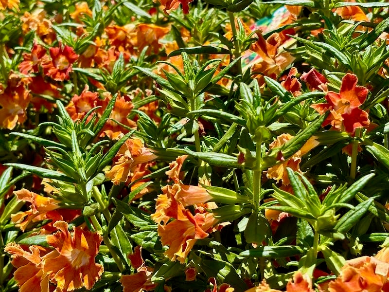 Diplacus 'Burst™ Orange'