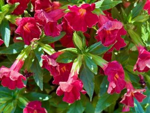 Diplacus 'Burst™ Berry' | Online Flower Garden