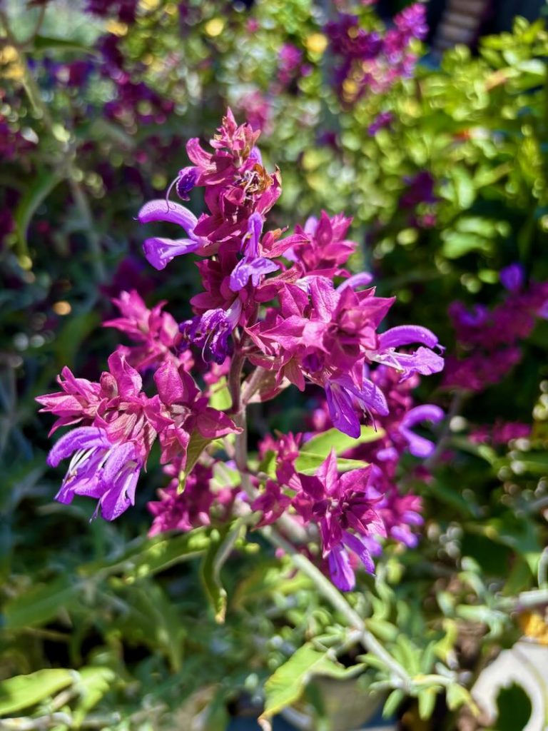 Salvia canariensis