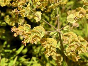 Euphorbia martinii ‘Ascot Rainbow’