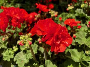 Pelargonium ‘Savannah® Oh So Orange’ | Online Flower Garden