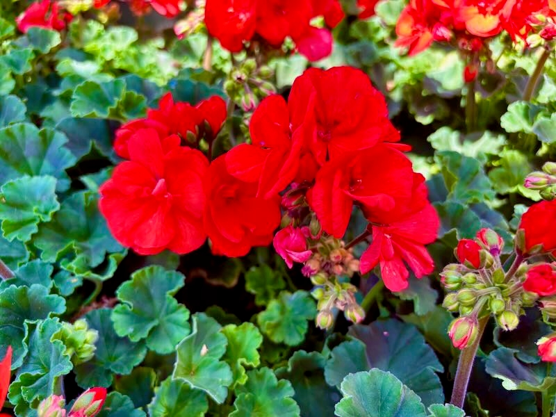 Pelargonium-Savannah-Oh-So-Orange | Online Flower Garden Pelargonium 'Savannah® Oh So Orange'