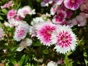 Dianthus 'Floral Lace™ Picotee' | Online Flower Garden
