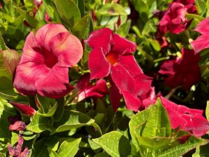Mandevilla ‘Bella™ Deep Red’
