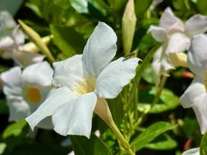Mandevilla ‘Bella™ White’ | Online Flower Garden