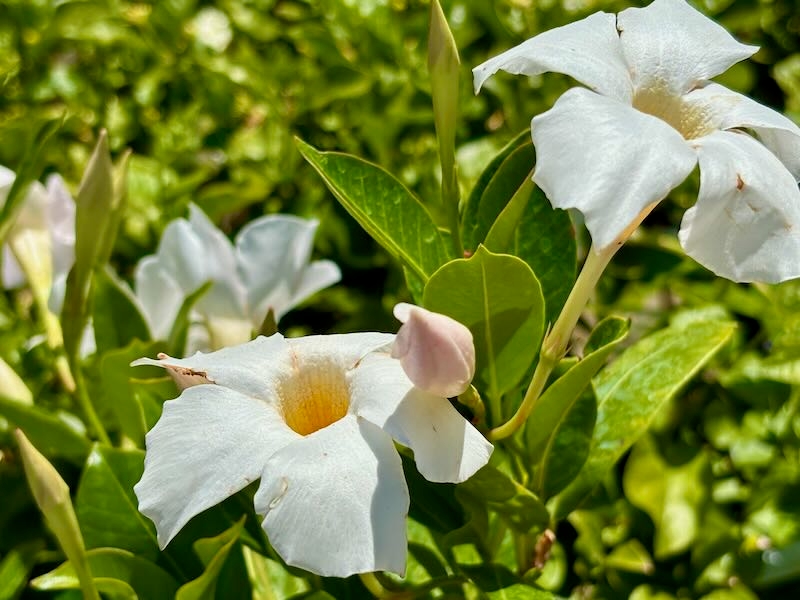 Mandevilla ‘Bella™ White’
