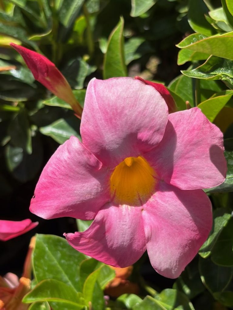 Mandevilla-Bella-Pink | Online Flower Garden Mandevilla 'Bella™ Pink'