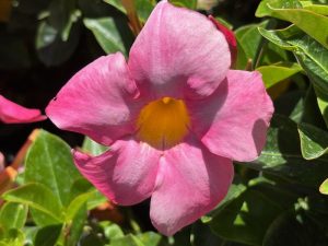 Mandevilla ‘Bella™ Pink’