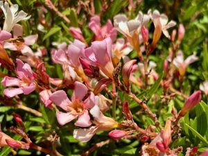 Nerium oleander ‘Petite Salmon’