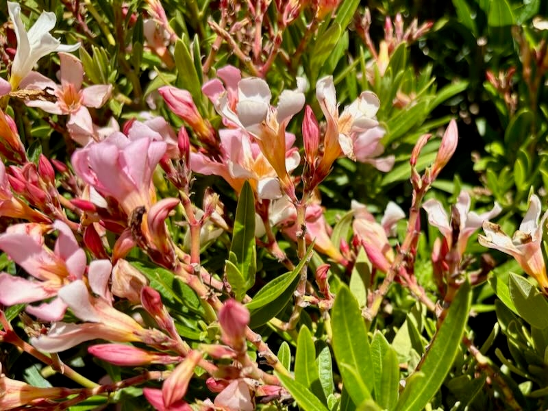 Nerium oleander ‘Petite Salmon’