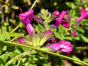 Salvia-microphylla-Cerro-Potosí | Online Flower Garden Salvia microphylla ‘Cerro Potosí’ | Online Flower Garden