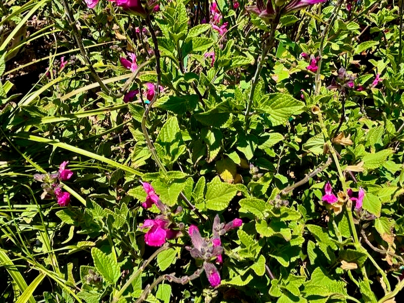 Salvia-microphylla-Cerro-Potosí | Online Flower Garden Salvia microphylla ‘Cerro Potosí’