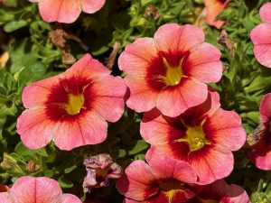 Calibrachoa ‘Tik Tok® Orange’