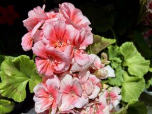Pelargonium 'Americana™ Salmon' | Online Flower Garden