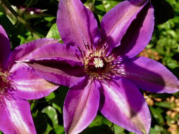 Clematis 'Vancouver Starry Nights'