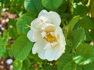 Rosa ‘Alba Semiplena’