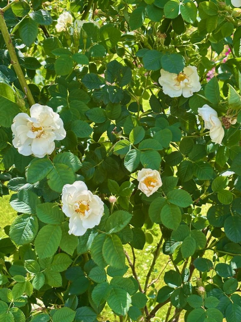 Rosa-Alba-Semiplena | Online Flower Garden Rosa ‘Alba Semiplena’