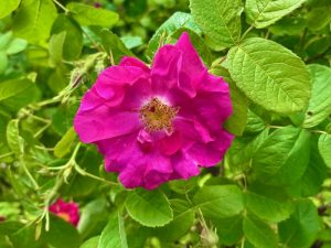 Rosa 'Duchess of Portland' | Online Flower Garden