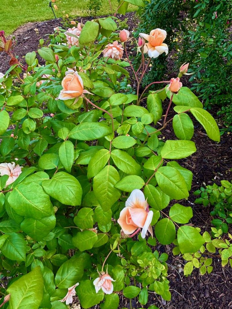 Rosa-Perle-d-Or | Online Flower Garden Rosa ‘Perle d’Or’