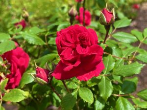 Rosa ‘Paul’s Scarlet Climber’ | Online Flower Garden