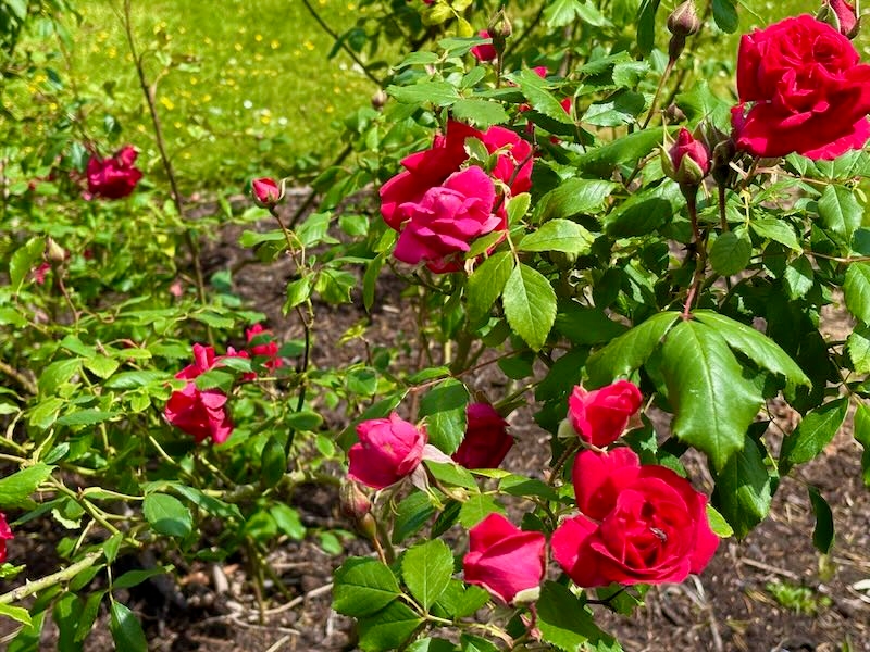 Paul’s Scarlet Climber Rose, Rosa 'Paul’s Scarlet Climber'