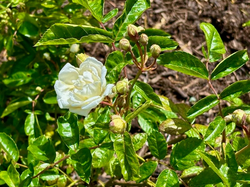 Rosa-Yvonne-Rabier | Online Flower Garden Rosa ‘Yvonne Rabier’