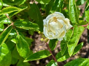 Rosa ‘Yvonne Rabier’