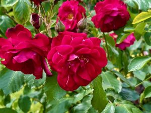 Rosa 'Wilhelm' | Online Flower Garden