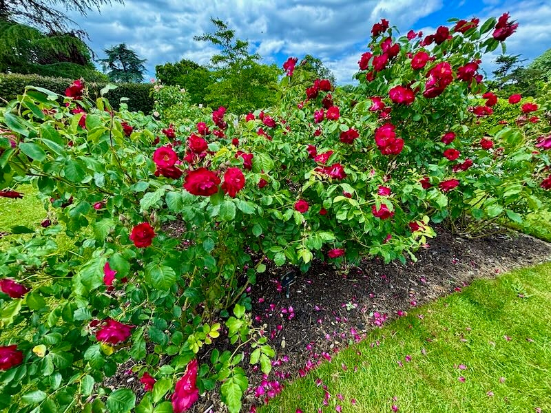 Rosa-Wilhelm | Online Flower Garden Rosa 'Wilhelm'