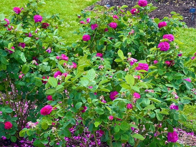 Rosa 'Rose de Rescht'