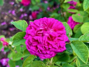 Rosa 'Rose de Rescht' | Online Flower Garden