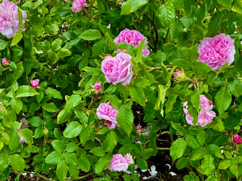 Rosa-Jacques-Cartier | Online Flower Garden Rosa 'Jacques Cartier'