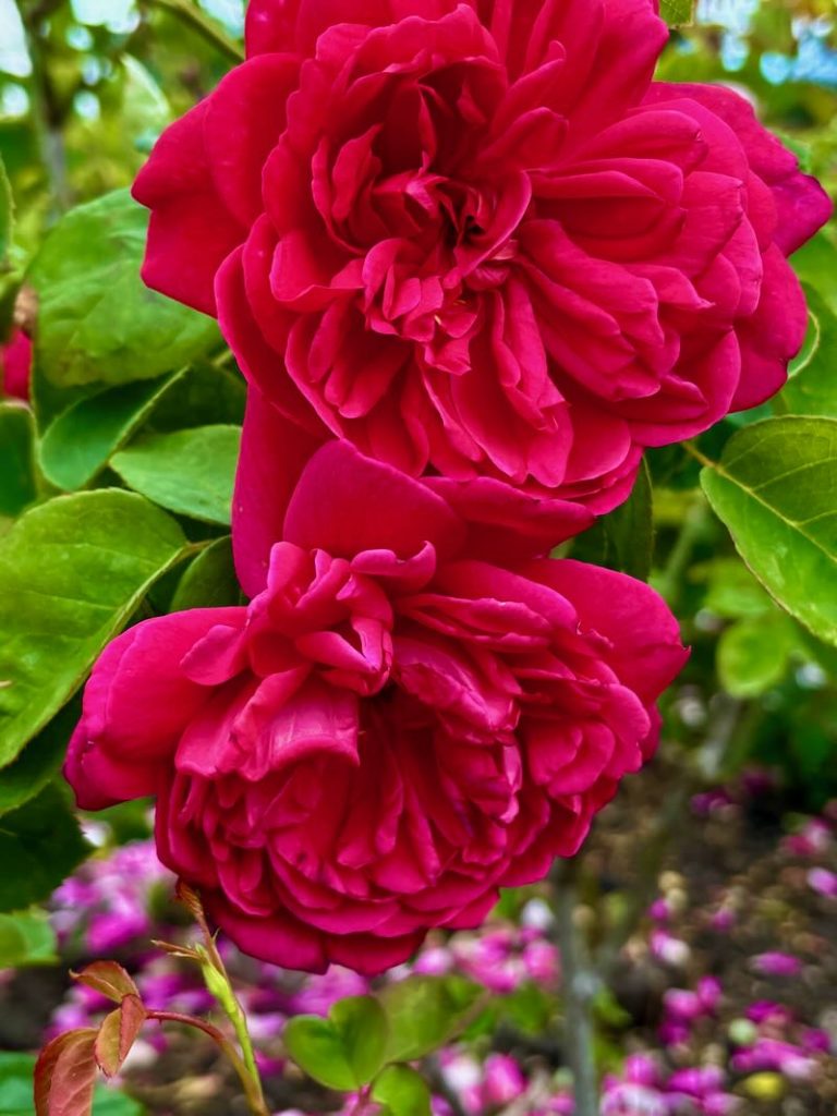 Rosa ‘Sophy’s Rose’