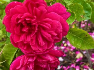 Rosa ‘Sophy’s Rose’ | Online Flower Garden