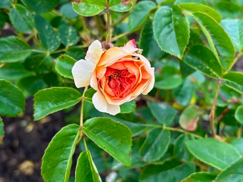 Rosa 'Port Sunlight'